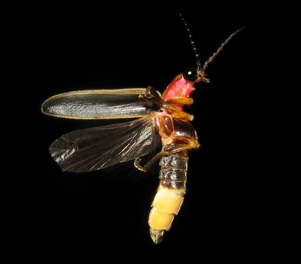 A firefly